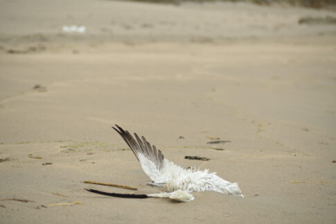 Vogelgrippe Shetland 2022